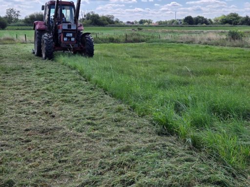 GrünWerk | Professionelle Grünland- und Weidepflege IHC 956 XL von GrünWerk Maschinen & Service bei der Grünlandpflege auf einer Wiese mit bereits bearbeiteter und noch stehender Vegetation.