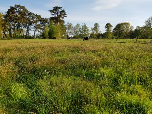 Naturweiden & naturnahe Pferdehaltung | GrünWerk Naturnahe Pferdeweide mit hohem Grasbestand, altem Baumbestand und weitläufiger Grünfläche als Lebensraum für Pferde.